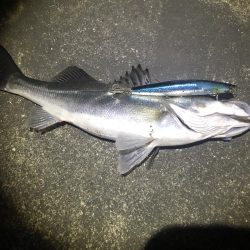 フラッシュブーストでシーバス