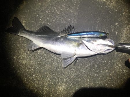 フラッシュブーストでシーバス