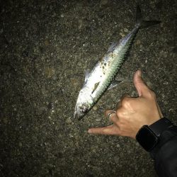 1人きりのメリクリ釣行