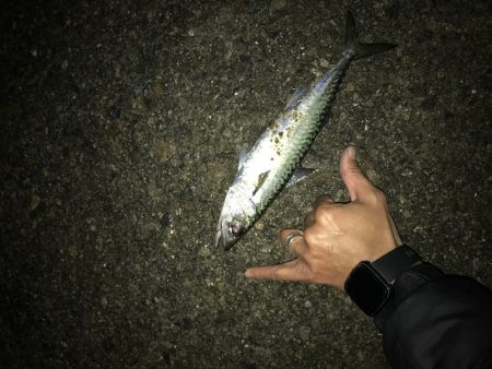 1人きりのメリクリ釣行