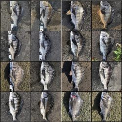 イチノ兄弟、釣果！