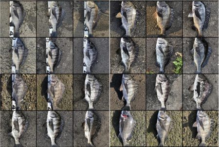 イチノ兄弟、釣果！