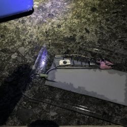 タチウオ元気いっぱい！