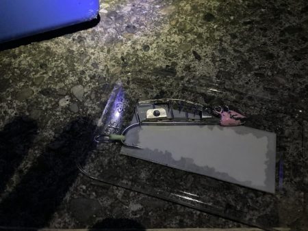 タチウオ元気いっぱい！