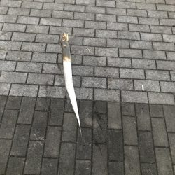 シーサイドコスモ