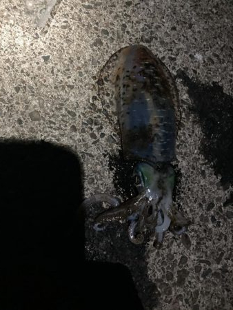 ゲキ渋ヤエン釣行