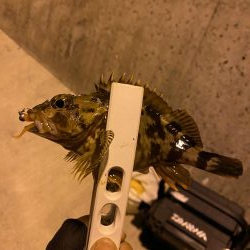 アジング釣果情報から岩国へ