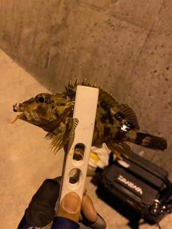 アジング釣果情報から岩国へ