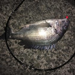 良型ガシラ祭り！