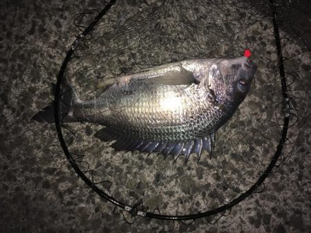 良型ガシラ祭り！