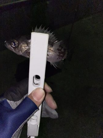 タングステン！