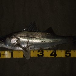 ぼちぼち落ちてます