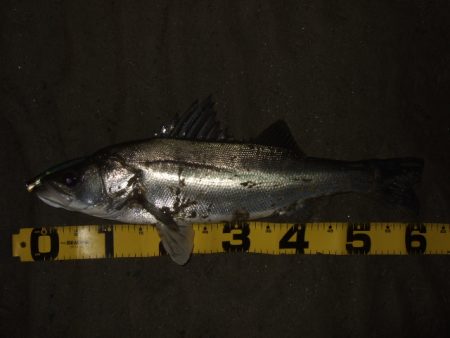 ぼちぼち落ちてます