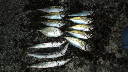 冬のライトゲーム