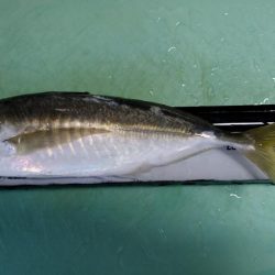 気温がまだ高いので