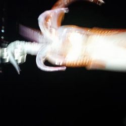 初キロアップならず