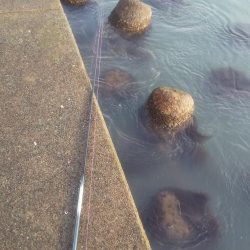 カサゴの穴釣り