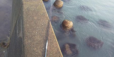 カサゴの穴釣り