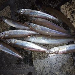 今夜もちょい投げ