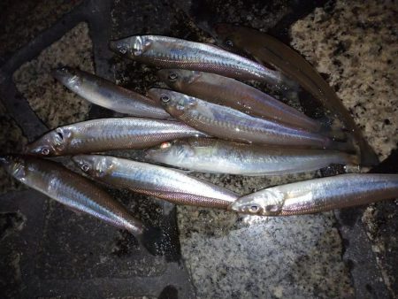 今夜もちょい投げ