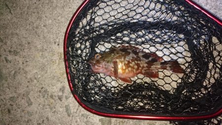 久々のガッシー