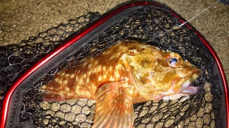 隣でタチウオ爆釣私はガシラ