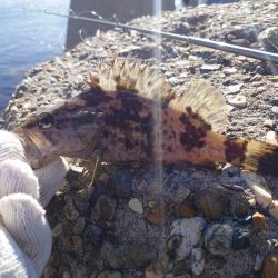 今回はクジメのナイスサイズ！