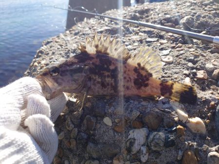 今回はクジメのナイスサイズ！