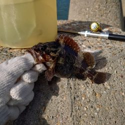 釣り納めは穴釣りで腹パンのソイ