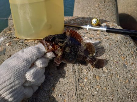 釣り納めは穴釣りで腹パンのソイ