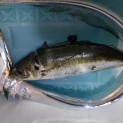 タチウオ1 アジ1 ガシラ2