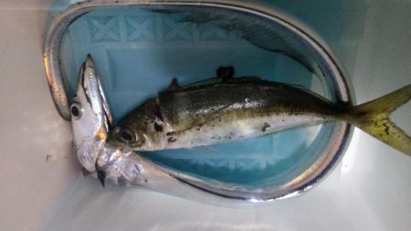 タチウオ1 アジ1 ガシラ2