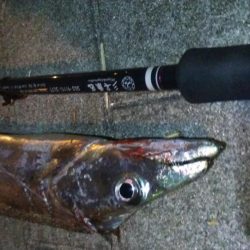 タチウオ(F4.5)×1