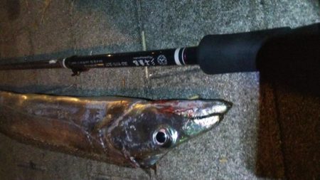 タチウオ(F4.5)×1