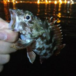 タチウオ1  アジ1  ガシラ4