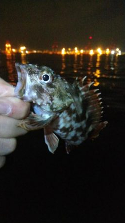 タチウオ1  アジ1  ガシラ4