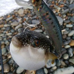 サーフシーバス3連発！