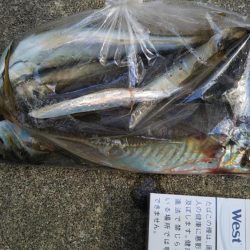 良型アジとメバリング!