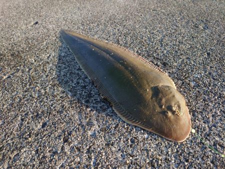 シタビラメは良型！