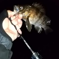 ライトゲームで6目釣り