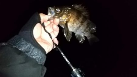 ライトゲームで6目釣り