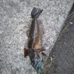 アジングのつもりが……