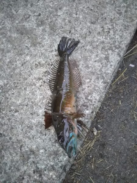 アジングのつもりが……