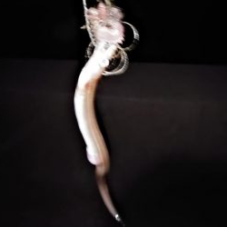 東二見白灯台波止でキス調査