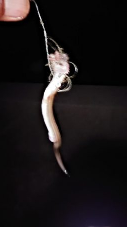 東二見白灯台波止でキス調査