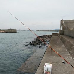 江井ヶ島のキス調査