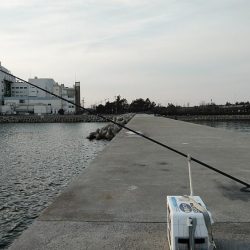 東二見白灯台波止でデカギスが釣れました