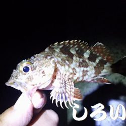 3時間の夜釣り。