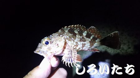 3時間の夜釣り。