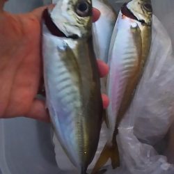 再び、アジつり。